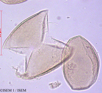 Calycanthus floridus - lame n° 29169